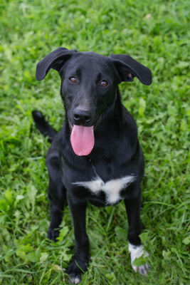 Angie, Labrador-Mischling - Hündin