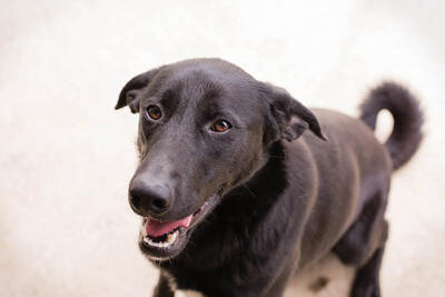 Angie, Labrador-Mischling - Hündin