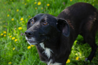 Angie, Labrador-Mischling - Hündin