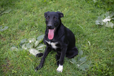 Angie, Labrador-Mischling - Hündin