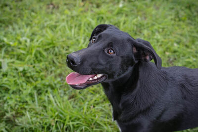 Angie, Labrador-Mischling - Hündin