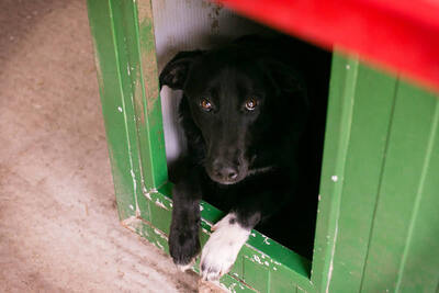 Angie, Labrador-Mischling - Hündin