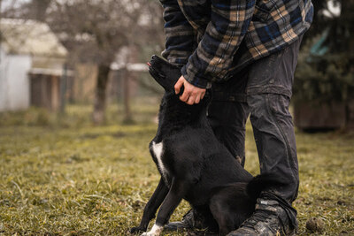 Angie, Labrador-Mischling - Hündin