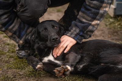 Angie, Labrador-Mischling - Hündin