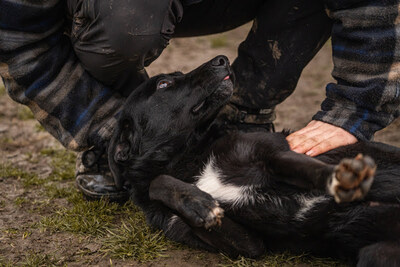 Angie, Labrador-Mischling - Hündin