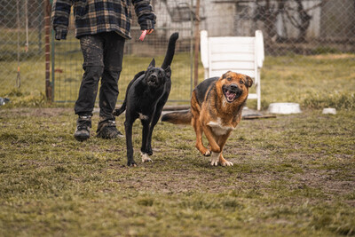Angie, Labrador-Mischling - Hündin