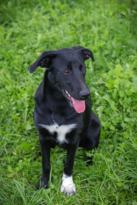 Angie, Labrador-Mischling - Hündin