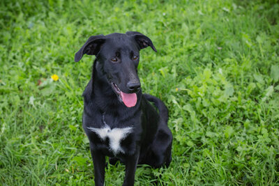 Angie, Labrador-Mischling - Hündin