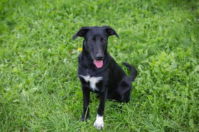 Angie, Labrador-Mischling - Hündin
