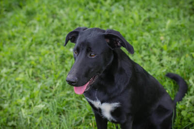 Angie, Labrador-Mischling - Hündin