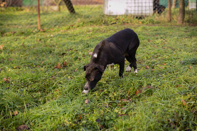 Angie, Labrador-Mischling - Hündin