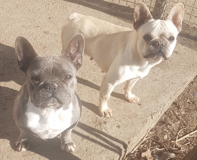 Angie sucht dringend ein Liebevolles Zuhause, Französische Bulldogge - Hündin