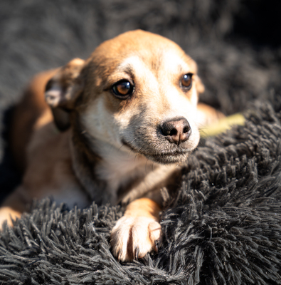 Angino, mischling Welpen - Rüde