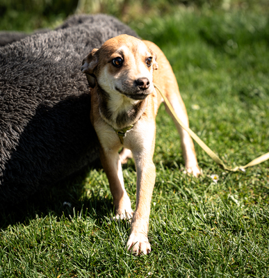 Angino, mischling Welpen - Rüde