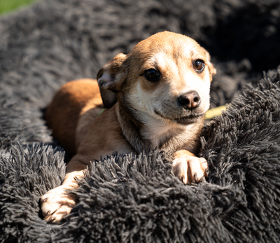 Angino, mischling Welpen - Rüde