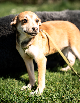 Angino, mischling Welpen - Rüde