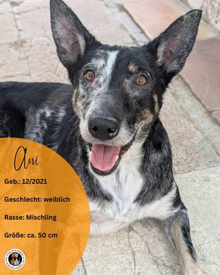 Ani, Mischling - Hündin