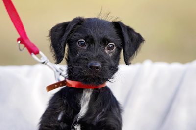 Anika, Mischling Welpen - Hündin