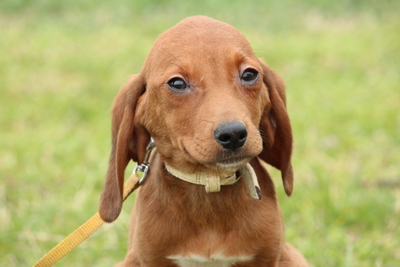 Anila, Mischling Welpen - Hündin