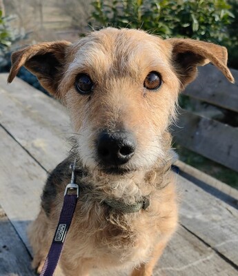 Anita sucht ihre Familie, Mischling - Hündin