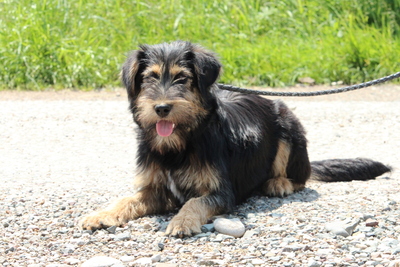 Anjan, Mischling - Hündin