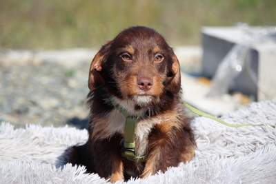 Anjo, Mischling Welpen - Rüde