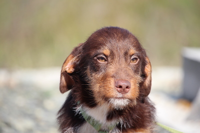 Anjo, Mischling Welpen - Rüde