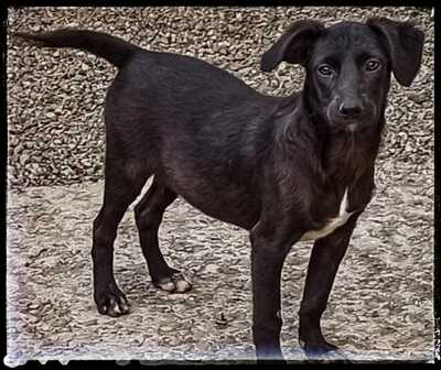 Anjuli, Labradormix - Hündin