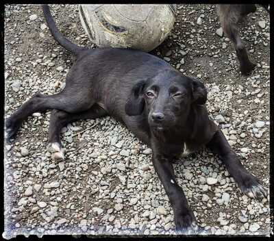 Anjuli, Labradormix - Hündin