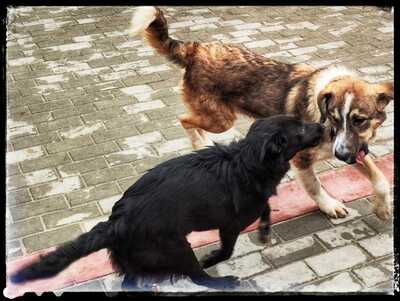 Anjuli, Labradormix - Hündin