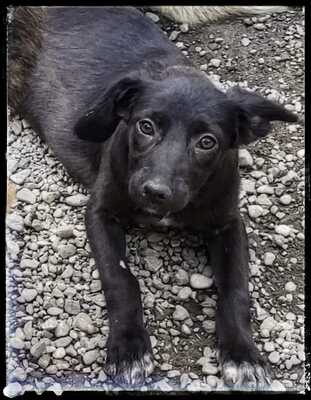 Anjuli, Labradormix - Hündin