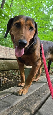 Anka, Mischling Welpen - Hündin