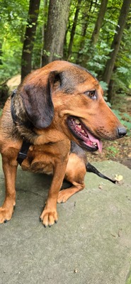 Anka, Mischling Welpen - Hündin