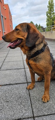 Anka, Mischling Welpen - Hündin