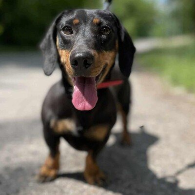 🌸Anka süße Zwerdackelin ist eine fröhliche, lebhafte Hündin mit einem sehr liebenswerten Charakter🌺, Zwergdackel - Hündin