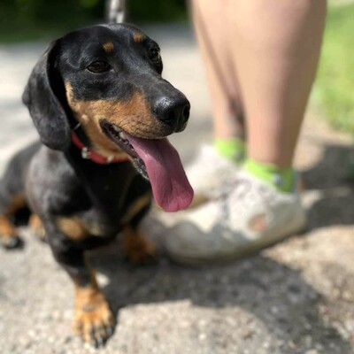 🌸Anka süße Zwerdackelin ist eine fröhliche, lebhafte Hündin mit einem sehr liebenswerten Charakter🌺, Zwergdackel - Hündin