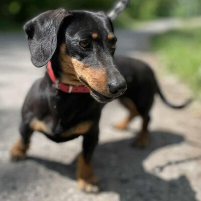 🌸Anka süße Zwerdackelin ist eine fröhliche, lebhafte Hündin mit einem sehr liebenswerten Charakter🌺, Zwergdackel - Hündin