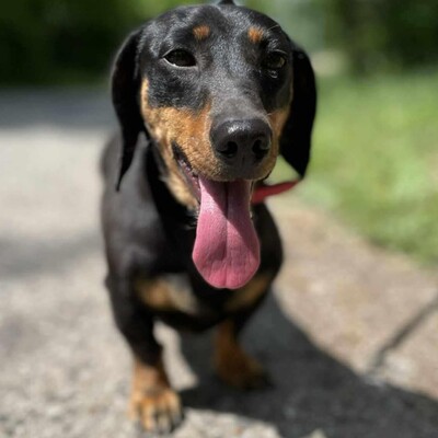🌸Anka süße Zwerdackelin ist eine fröhliche, lebhafte Hündin mit einem sehr liebenswerten Charakter🌺, Zwergdackel - Hündin