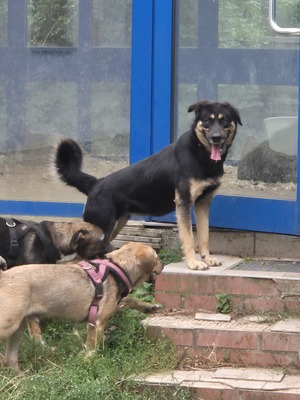 Anna, Huskymischling - Hündin