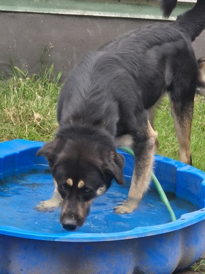 Anna, Huskymischling - Hündin