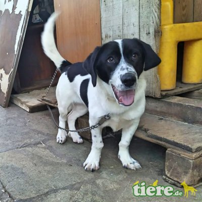 Anna, Mischling - Hündin