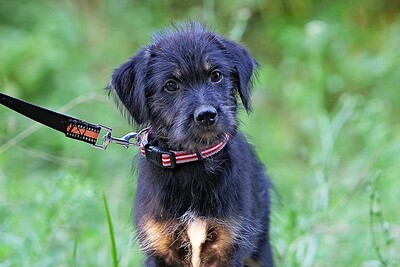 Anna, Mischling Welpen - Hündin