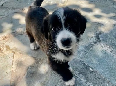 Anna - Zutrauliches Welpenmädchen, ca. 2 Monate, Mischling Welpen - Hündin