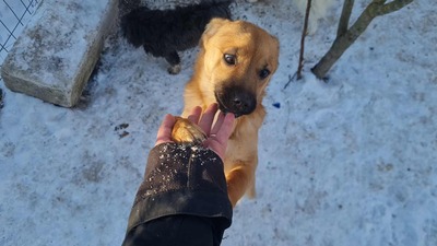 Anna, liebevolles Hundekind sucht liebevolles Zuhause