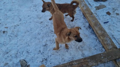 Anna, liebevolles Hundekind sucht liebevolles Zuhause, Mischling Welpen - Hündin