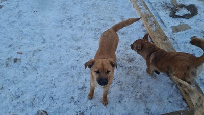 Anna, liebevolles Hundekind sucht liebevolles Zuhause, Mischling Welpen - Hündin