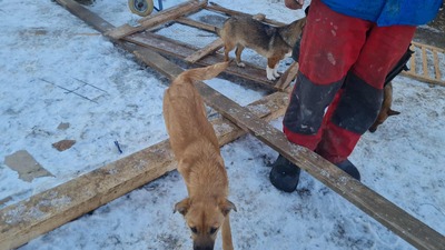 Anna, liebevolles Hundekind sucht liebevolles Zuhause, Mischling Welpen - Hündin