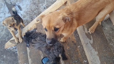 Anna, liebevolles Hundekind sucht liebevolles Zuhause, Mischling Welpen - Hündin