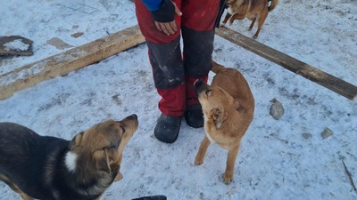 Anna, liebevolles Hundekind sucht liebevolles Zuhause, Mischling Welpen - Hündin