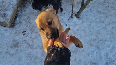 Anna, liebevolles Hundekind sucht liebevolles Zuhause, Mischling Welpen - Hündin
